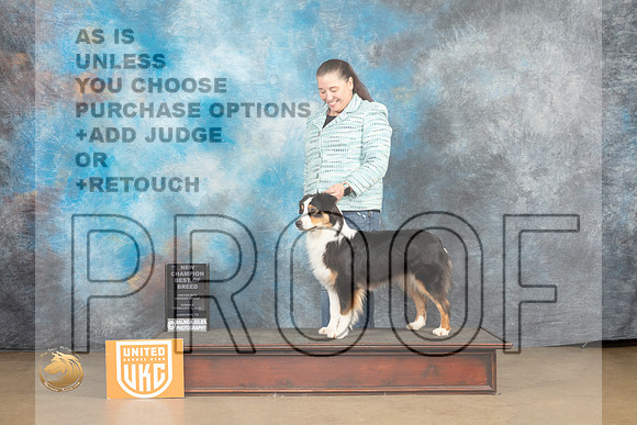 Australian Shepherd #272 Sun BOBCh Judge Debbie Mitchell_MJ_0024_UKCLvwfeb23_HR3