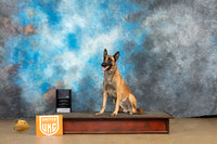 Belgian Malinois #126 Sun URO3 NT Judge Patricia Pierce