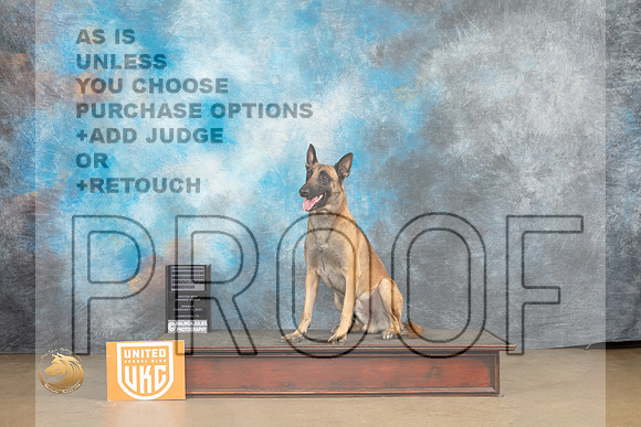 Belgian Malinois #126 Sun URO3 NT Judge Patricia Pierce_MJ_0043_UKCLvwfeb23_HR3