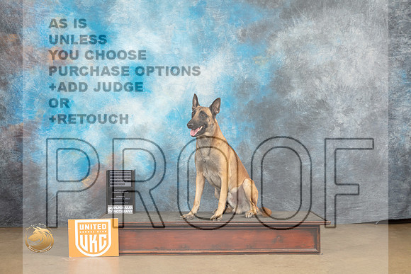 Belgian Malinois #126 Sun URO3 NT Judge Patricia Pierce_MJ_0044_UKCLvwfeb23_HR3