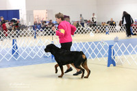 Rottweiler Sat S1 Ring LR Hutto Feb 2013