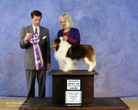 Shetland Sheepdog Sat S1 RBIS Patricia Runge Judge M Heflin LR Hutto Feb 2013