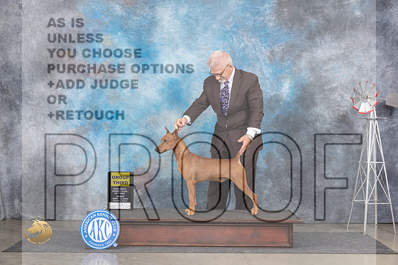 German Pinscher #7 Fri G3 Judge Pat Trotter__JP_5415_Amarillo_2024_HR3