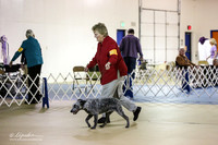 Stumpy Tail Cattle Dog Sun S2 Ring LR Hutto Feb 2013