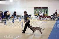 Whippet Sun S1 Ring LR Hutto Feb 2013