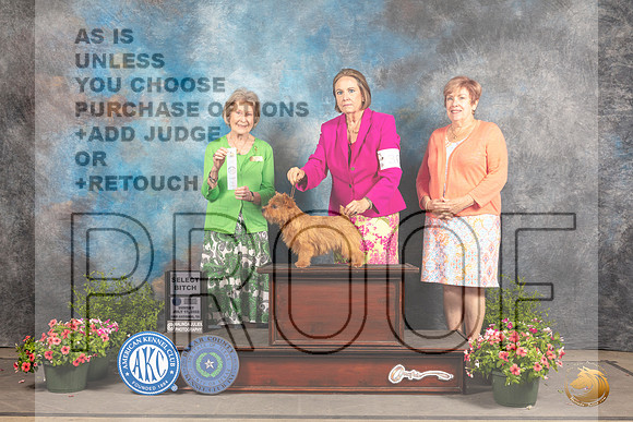 Norwich Terrier #30 Sun SB Judge Anne Bolus_MJ_1557_SA_2022_HR3