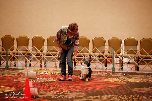 _JJ_7619-HstnCorgiFeb2015-HR3