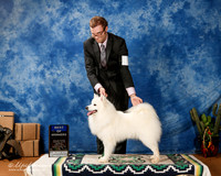 American Eskimo #7 Sun BOW +A1