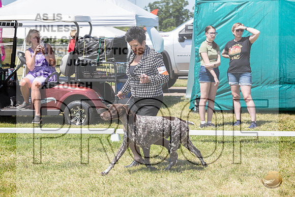 German Shorthaired Pointer Rings Wed_JJL_1815_Premier_2024_HR3