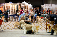 Open Dogs Thurs Ring WF GRCA Oct 2013