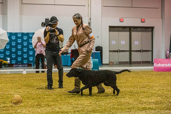 Curly Coated Retriever #143 SatJJL_2870_Shreveport_2022_HR3