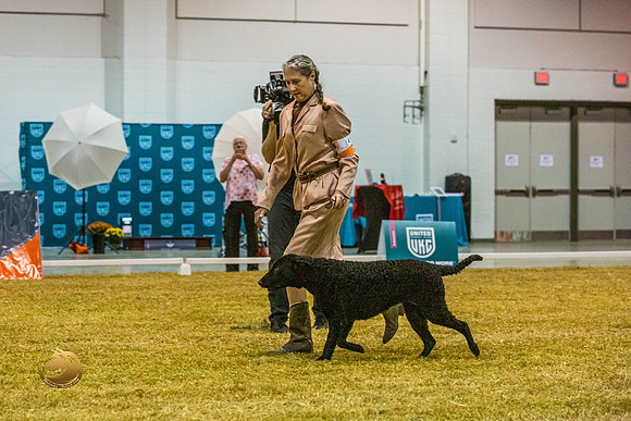 Curly Coated Retriever #143 SatJJL_2871_Shreveport_2022_HR3