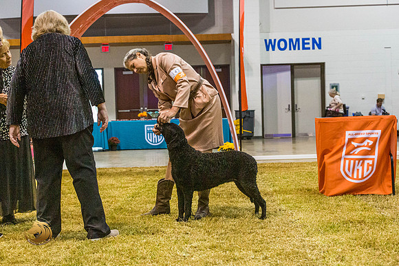 Curly Coated Retriever #143 SatJJL_2869_Shreveport_2022_HR3
