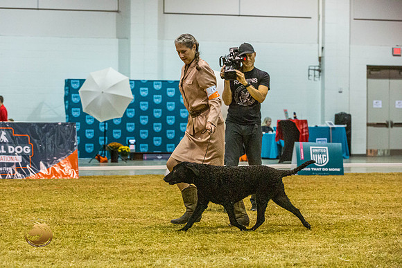 Curly Coated Retriever #143 SatJJL_2872_Shreveport_2022_HR3