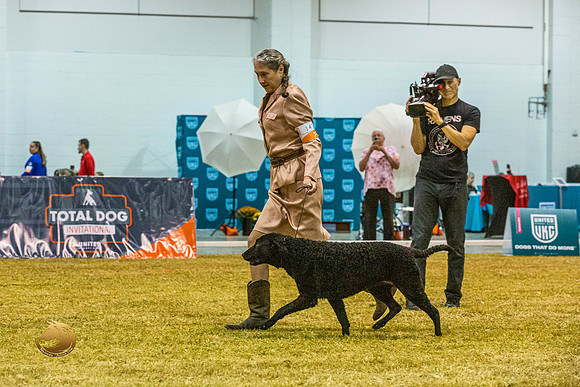 Curly Coated Retriever #143 SatJJL_2873_Shreveport_2022_HR3