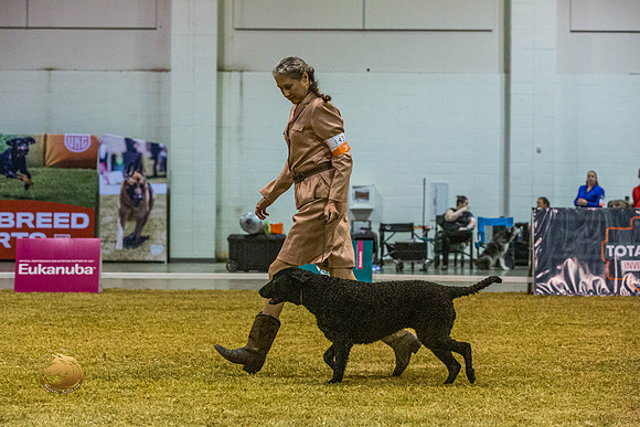 Curly Coated Retriever #143 SatJJL_2879_Shreveport_2022_HR3