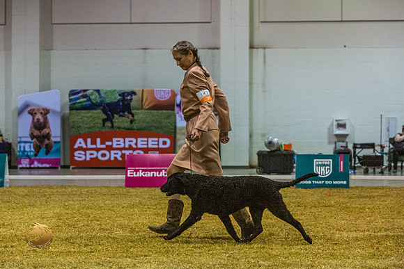 Curly Coated Retriever #143 SatJJL_2881_Shreveport_2022_HR3