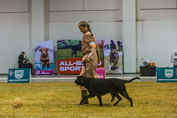 Curly Coated Retriever #143 SatJJL_2882_Shreveport_2022_HR3