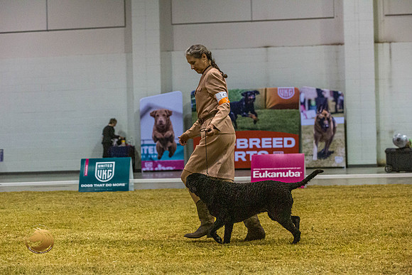 Curly Coated Retriever #143 SatJJL_2883_Shreveport_2022_HR3