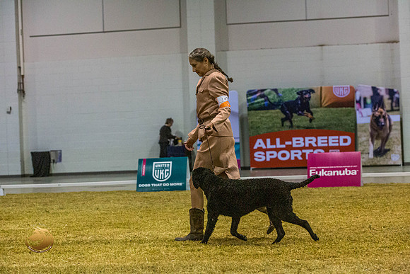 Curly Coated Retriever #143 SatJJL_2884_Shreveport_2022_HR3