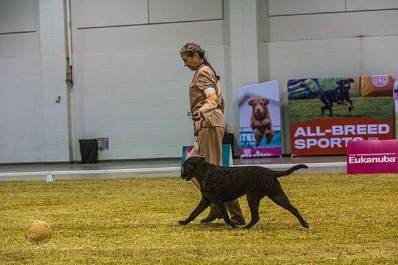 Curly Coated Retriever #143 SatJJL_2885_Shreveport_2022_HR3