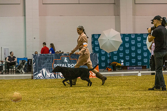 Curly Coated Retriever #143 SatJJL_2886_Shreveport_2022_HR3