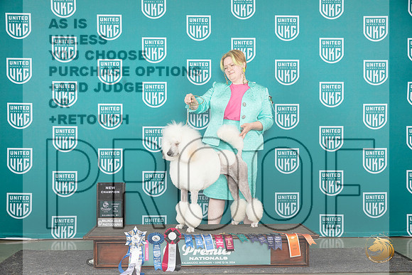 Poodle Std #615 Sat CH__JP_3364_Premier_2024_HR3