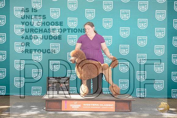 Poodle Standard #247 Sat NC BF Judge Allan Krenek__JP_1988_Longview WA_2024_HR3