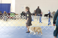 Miniature Australian Shepherd Sun S1-2 LR IABCA Feb 2013