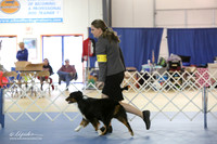 Miniature Australian Shepherd Sat S2 LR IABCA Feb 2013
