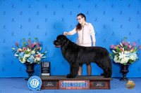 Newfoundland #9 SAT BOB NGC Judge Annella Cooper