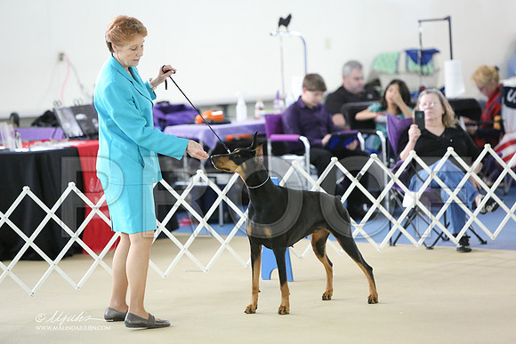 Dobe1784LR