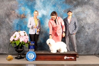 Coton de Tulear #23 Sat BOBBOW Judge Patricia Sosa