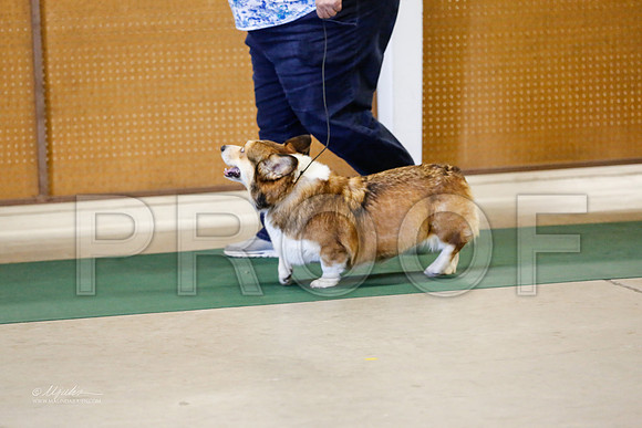 Corgi-5707-NormanNov13-HR