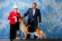 German Shepherd #8 Sun WB Sanchez Oscar Judge Mrs Murrel Purkhiser