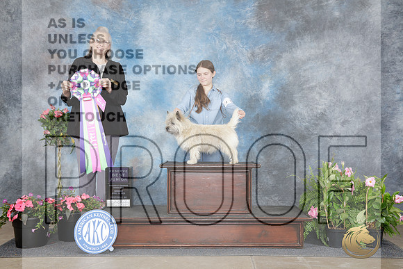 Carin Terrier #J12 Sat RBJr Judge Chris Ann Moore-_WP_5045e_Tulsa 2026-HR3
