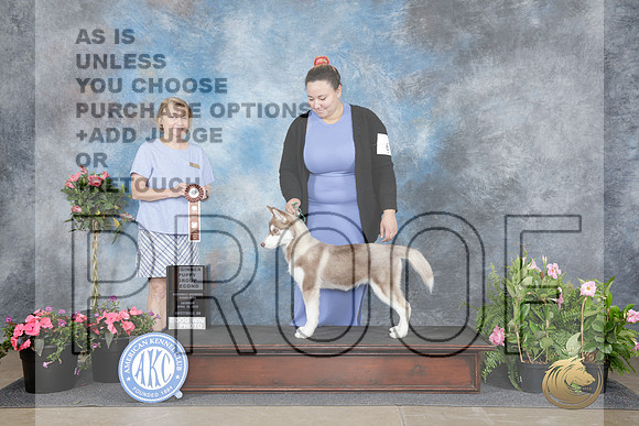 Siberian Husky #6 Sat BPup G2 Judge Lisa Pruka-_WP_4965e_Fayetteville 2026-HR3