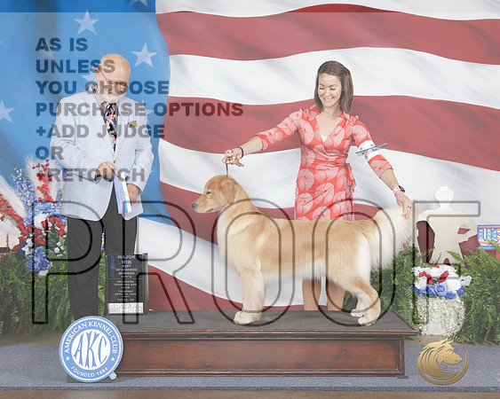 Golden Retriever #32 Thurs WB BOW M Judge Gary Andersonn-_WP_9204e_Fayetteville 2026-HR3