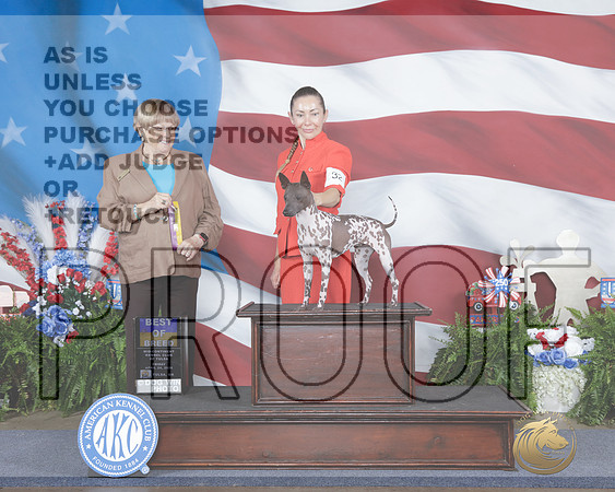 American Hairless Terrier #32 Fri BOB Judge Beverly Anderson-_WP_9985e_Tulsa 2026-HR3