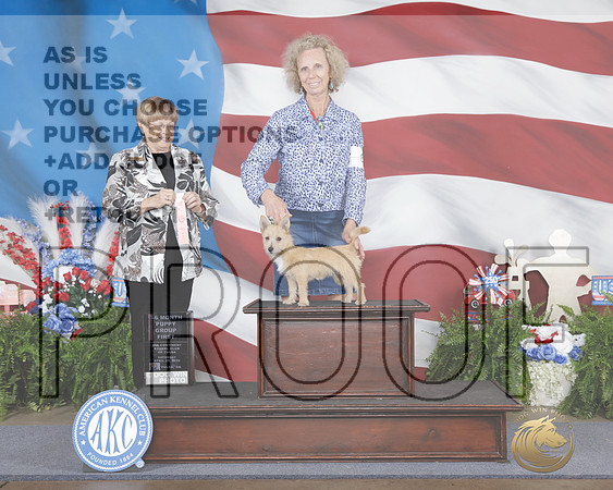 Portuguese Podengo Pequenos #8 Sat GI BPUP Judge Beverly Andersen-_WP_2052e_Tulsa 2026-HR3