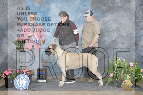 Mastiff #16 Sat WB BOW BOS NCH Judge David Swartwood R-_WP_5019e_Fayetteville 2026-HR3