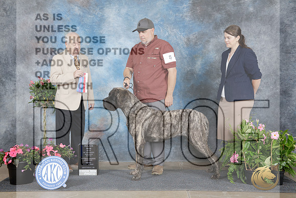 Mastiff #8 Sun WB BOW BOS M Judge Thomas Nesbitt-_WP_5265e_Fayetteville 2026-HR3