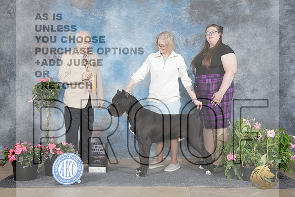 Cane Corso #9 Sun WD BOB M Judge Thomas Nesbitt-_WP_5558e_Ft. Worth Specialties 2026-HR3