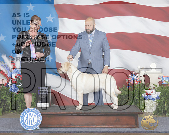 Labrador Retriever #32 Sun WB Judge Sioux Forsyth-Green-_WP_2714e_Fayetteville 2026-HR3