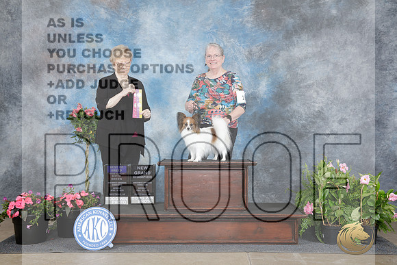 Papillon #18 Sat BOB OHBOB NGCH Judge Sherry Webster-_WP_4945e_Ft. Worth Specialties 2026-HR3