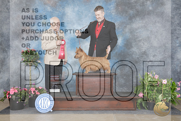 Austrailian Terrier #5 Sat G2 Judge Thomas Nesbitt-_WP_5354e_Fayetteville 2026-HR3