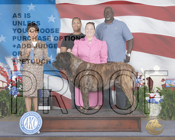 Mastiff #8 Sat 1st BBE Judge Linda Clark-_WP_1173e_Tulsa 2026-HR3