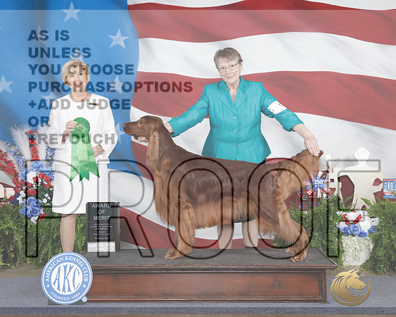 Irish Setter #15 Fri AOM Judge Charlotte Patterson-_WP_0365e_Tulsa 2026-HR3