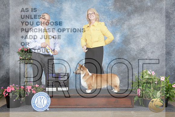 Cardigan Welsh Corgis #5 WD BOW BOB Judge David Swartwood-_WP_5283e_Fayetteville 2026-HR3