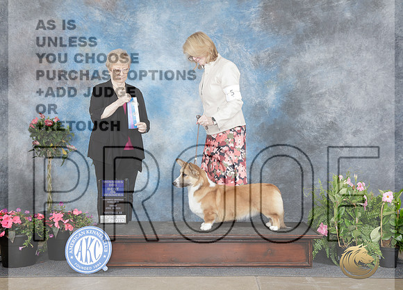 Cardigan Welsh Corgi #5 Sat WD BOB M Judge David Swartwood-_WP_5112e_Fayetteville 2026-HR3
